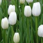 Tulipa 'Clearwater' - Tulp