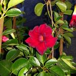 Mandevilla DIAMANTINA 'Opale Grenat' - Chileense Jasmijn