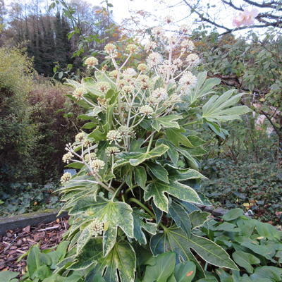 Fatsia japonica 'Spider's Web' - Vingerplant