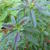 Oenothera speciosa 'Twilight'