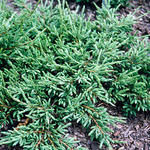 Juniperus communis 'Repanda' - Kruipende jeneverbes