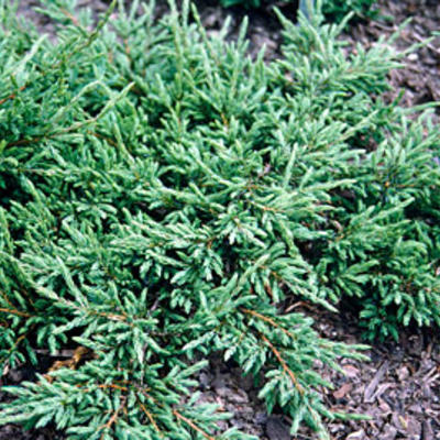 Kruipende jeneverbes - Juniperus communis 'Repanda'