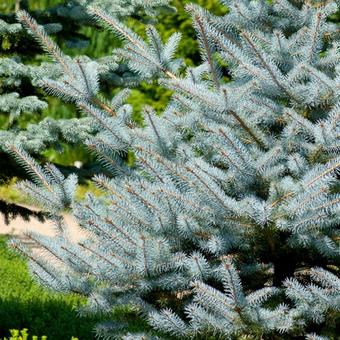 Picea pungens 'Super Blue Seedling'