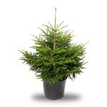 Picea orientalis - Kerstboom - Kaukasische spar