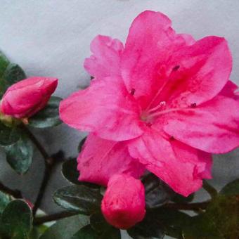 Rhododendron molle subsp. japonicum (rood)