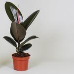 Ficus elastica 'Abidjan' - Rubberplant