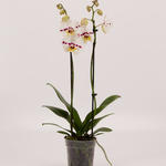 Phalaenopsis 'Spottion' - Vlinderorchidee