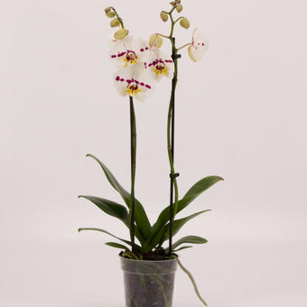 Phalaenopsis 'Spottion'