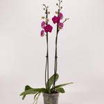 Phalaenopsis 'Attraction' - Vlinderorchidee