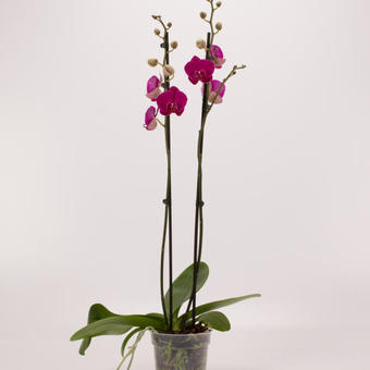Phalaenopsis 'Attraction'