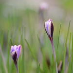 Crocus minimus 'Spring Beauty' - Dwergkrokus