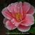 Camellia japonica 'Oki No Nami'