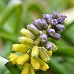 Muscari macrocarpum 'Golden Fragrance' - Gele druifjes