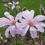 Magnolia x loebneri 'Leonard Messel' - Beverboom
