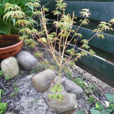 Japanse esdoorn - Acer palmatum 'Bi-hoo'