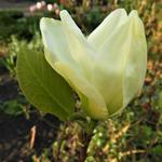 Magnolia denudata 'Yellow River' - Beverboom