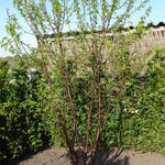 Prunus serrula - Tibetaanse sierkers