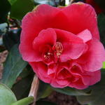 Camellia japonica 'Lady Campbell' - Camelia