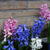 Hyacinthus orientalis 'Delight'