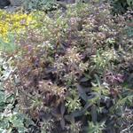 Euphorbia dulcis 'Chameleon' - Wolfsmelk