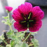 Geranium cinereum 'Jolly Jewel Purple' - Ooievaarsbek
