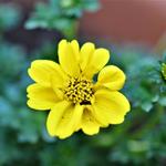 Bidens ferulifolia 'Yellow Sunshine' - Tandzaad