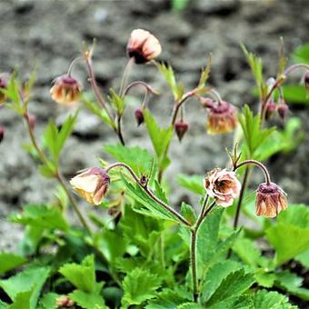 Geum 'CENSATION Two Tone Pearl'