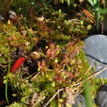 Drosera aliciae - Zonnedauw, Herfstschelpdauw, vleesetende plant