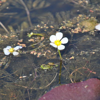 Waterranonkel - Ranunculus aquatilis