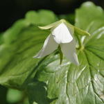 Trillium flexipes - Drieblad/Boslelie