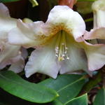 Rhododendron 'Elsie Straver' - Rododendron