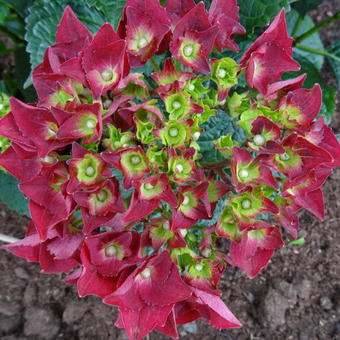 Hydrangea macrophylla 'MAGICAL Ruby tuesday'