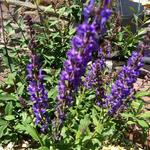 Salvia nemorosa JS 'A Little Bit' - Salie