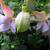 Fuchsia 'Holly's Beauty'