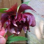 Helleborus orientalis 'Purple Pink Pompon' - Nieskruid