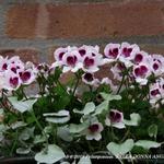 Pelargonium 'BELLA DONNA ANGEL Indy' - Franse geranium