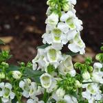 Angelonia angustifolia 'SERENA White' - Zomerleeuwenbek