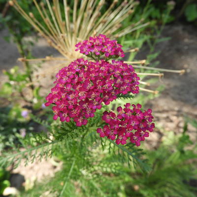 Duizendblad - Achillea millefolium 'Cerise Queen'