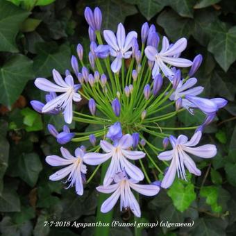 Agapanthus (Funnel group)