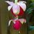 Fuchsia 'Agnes Reiners'
