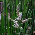 Mentha rotundifolia  - Appelmunt