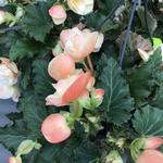 Begonia 'FRAGRANT FALLS IMPROVED' - Begonia