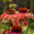 Echinacea 'MOOODZ Sympathy'