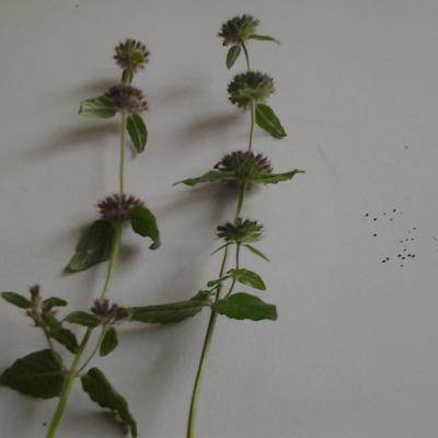 Borstelkrans - Clinopodium vulgare