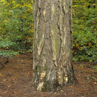 Pinus nigra
