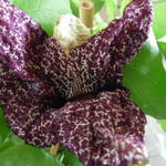 Aristolochia grandiflora - Pijpbloem, Reuzenpijpbloem