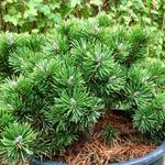Pinus mugo 'Sherwood Compact' - Bergden