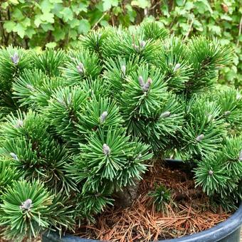 Pinus mugo 'Sherwood Compact'