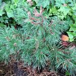 Pinus mugo subsp. uncinata 'Heideperle' - Bergden