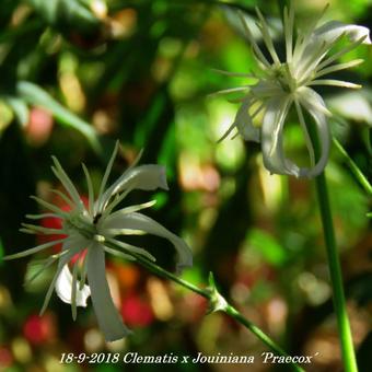 Clematis x  Jouiniana 'Praecox'